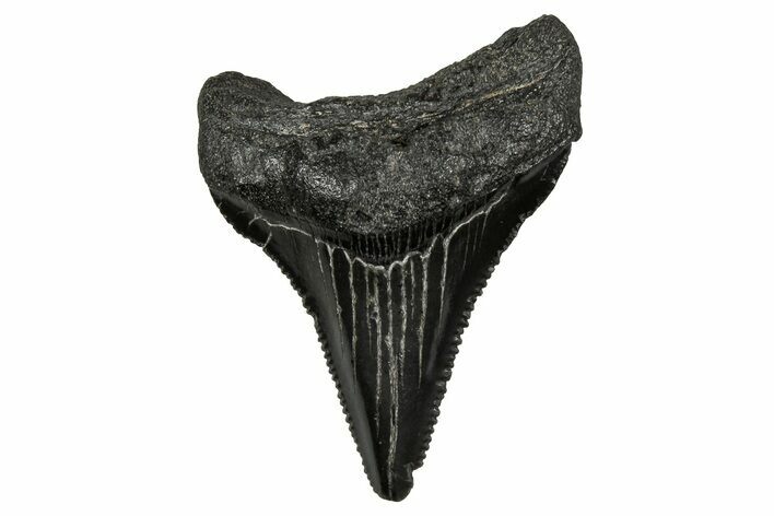 Serrated, Juvenile Megalodon Tooth - South Carolina #353301